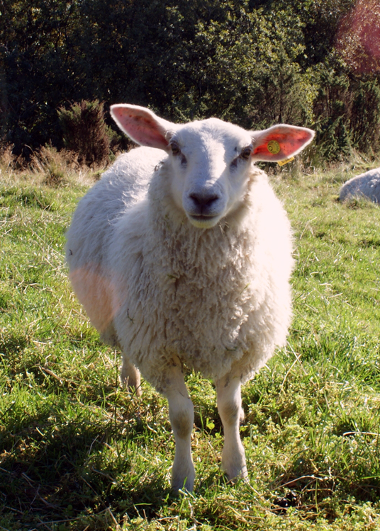 Hãy chiêm ngưỡng hình ảnh về con cừu để cảm nhận được sự trong sáng, thật thà, và đáng yêu của loài động vật đáng yêu này.