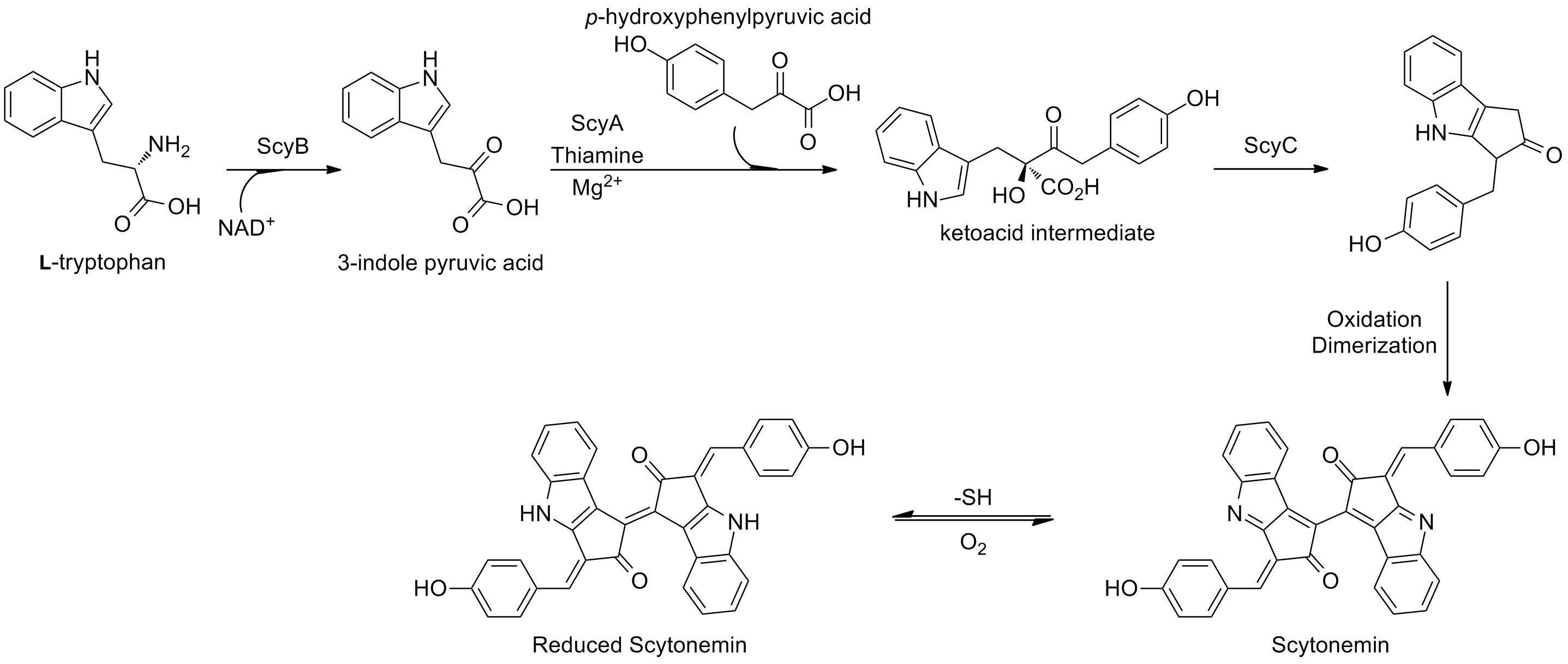 Scytonemin biosinteza u Lyngbya aestuarii.