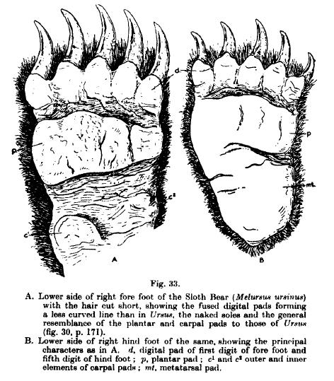 sloth paws