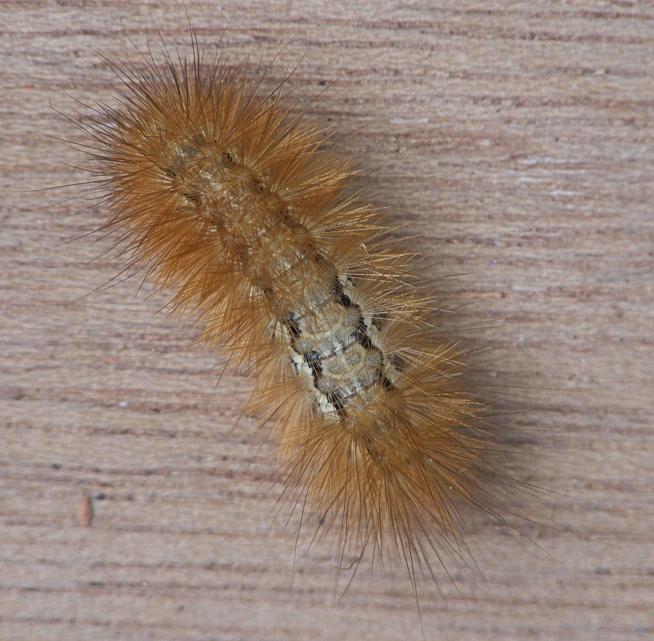 houten Dreigend Prestatie File:Spilosoma lutea caterpillar, gele tijger rups.jpg - Wikimedia Commons