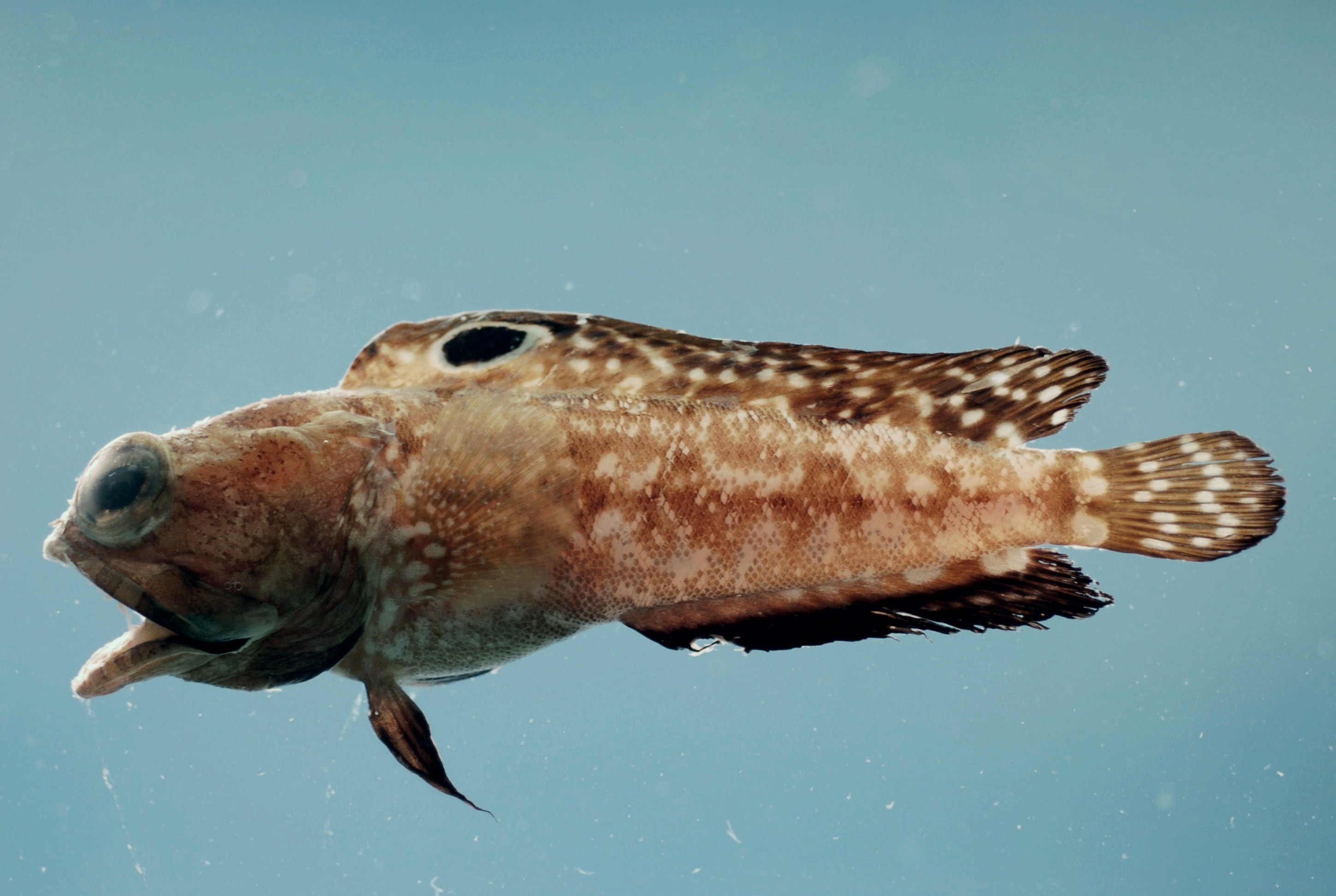 Хвойная рыба. Опистогнатовые. Опистогнатус черноротый. Большерот полосатый ящер, м /Opistognathus Macrognathus. Сосновая рыба.