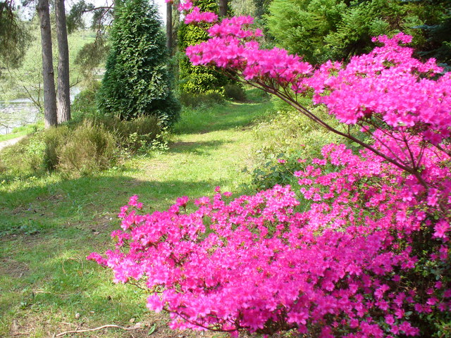 File:Spring at Bedgebury Pinetum - geograph.org.uk - 796124.jpg