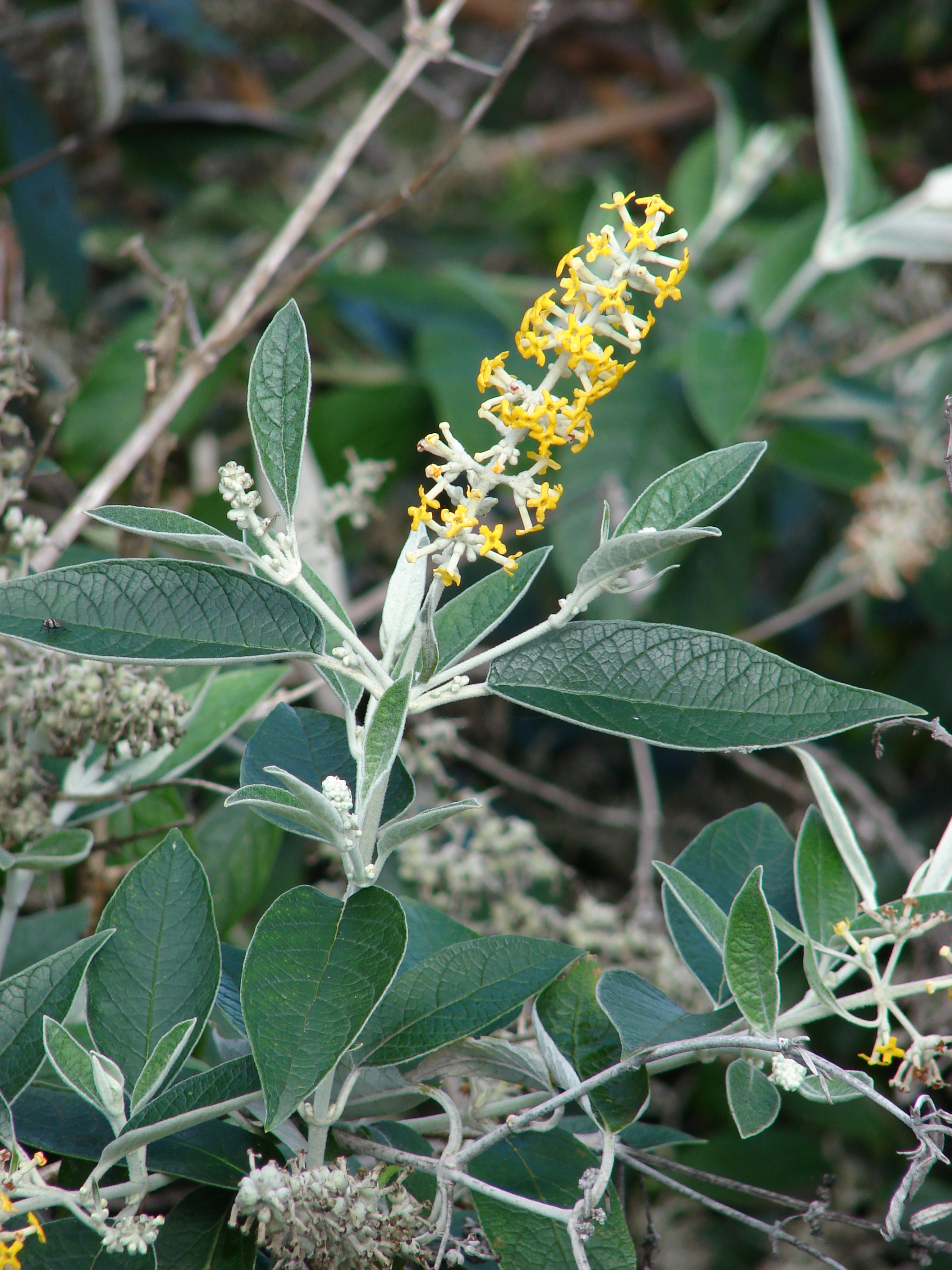 Buddleja Madagascariensis Plant Leaves Shrubs Plants
