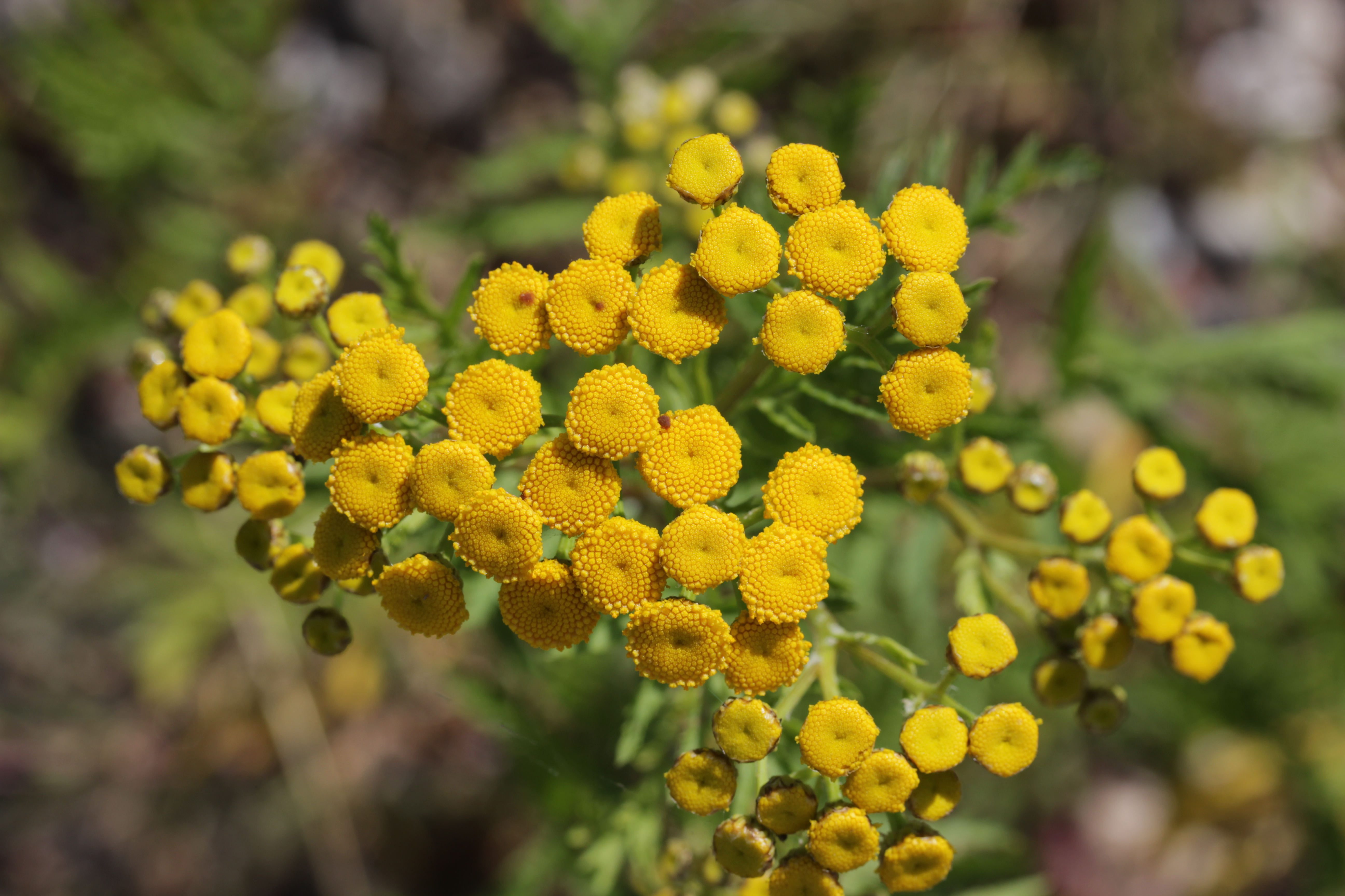 Пижма обыкновенная (Tanacetum vulgare)