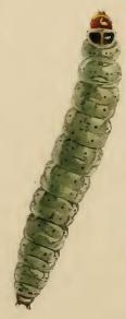 Larva Teleiodes vulgella larva.JPG