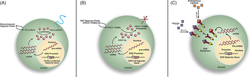 File:Three different types of reporter gene reporter probe strategies..jpg