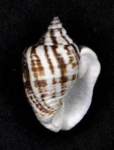 <i>Triumphis distorta</i> Species of sea snail