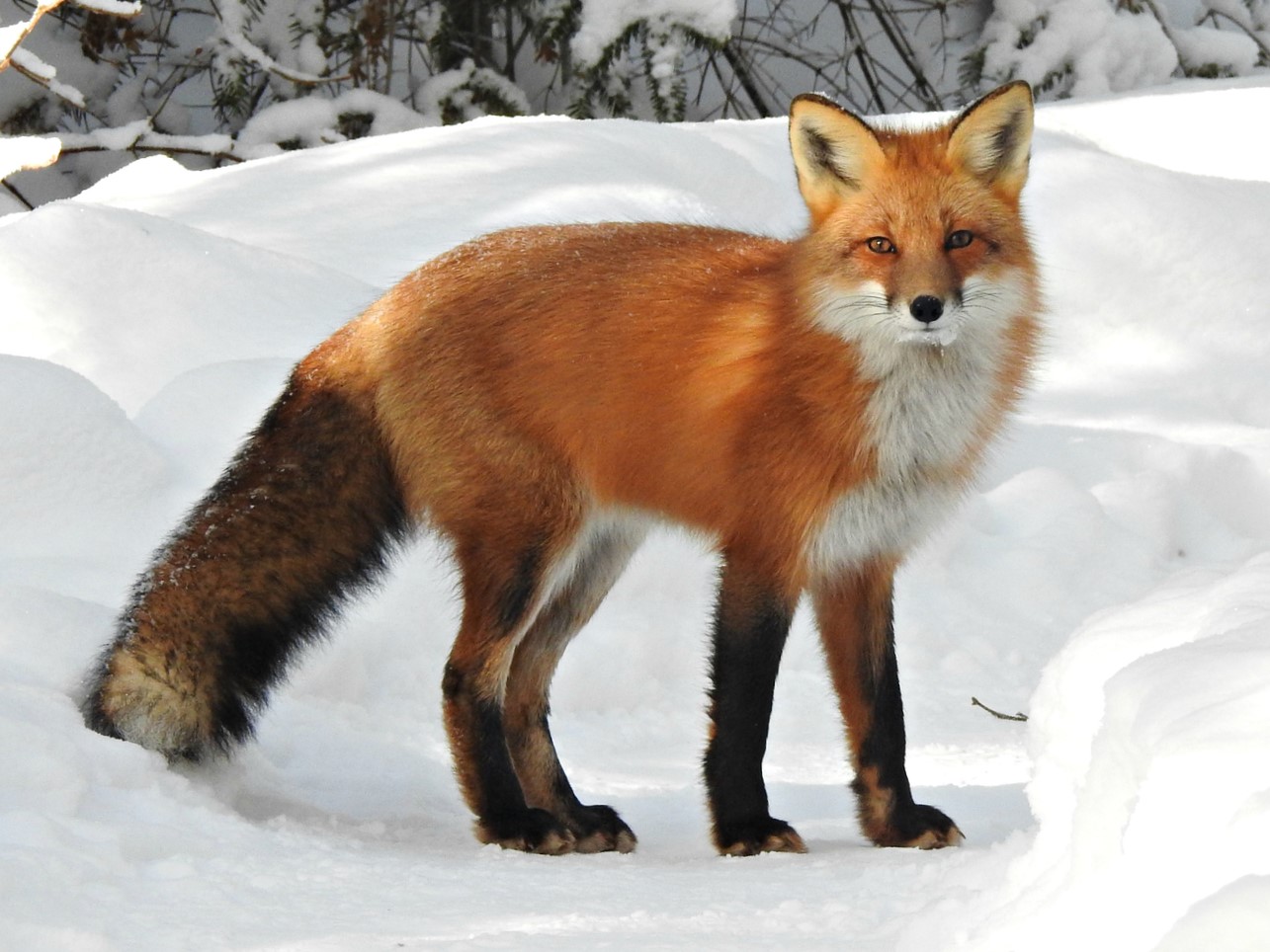 red foxes eating