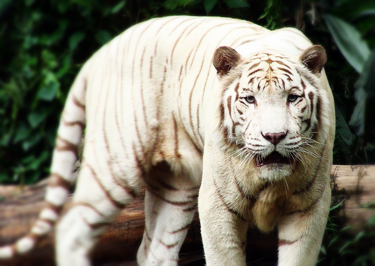 types of white tigers