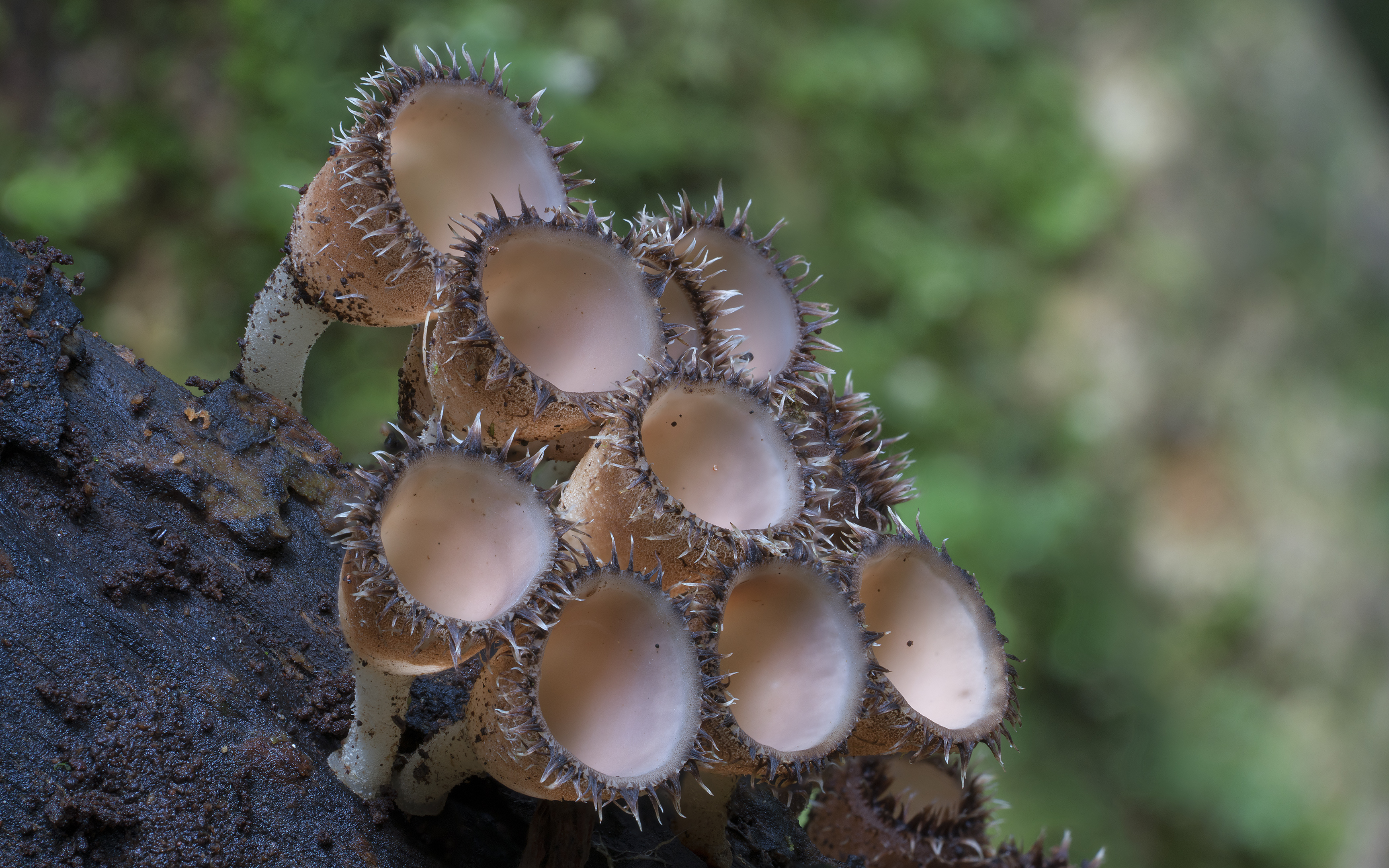 Экзотические грибы. Podoserpula Miranda. Лерациомицес (leratiomyces). Удивительные грибы.