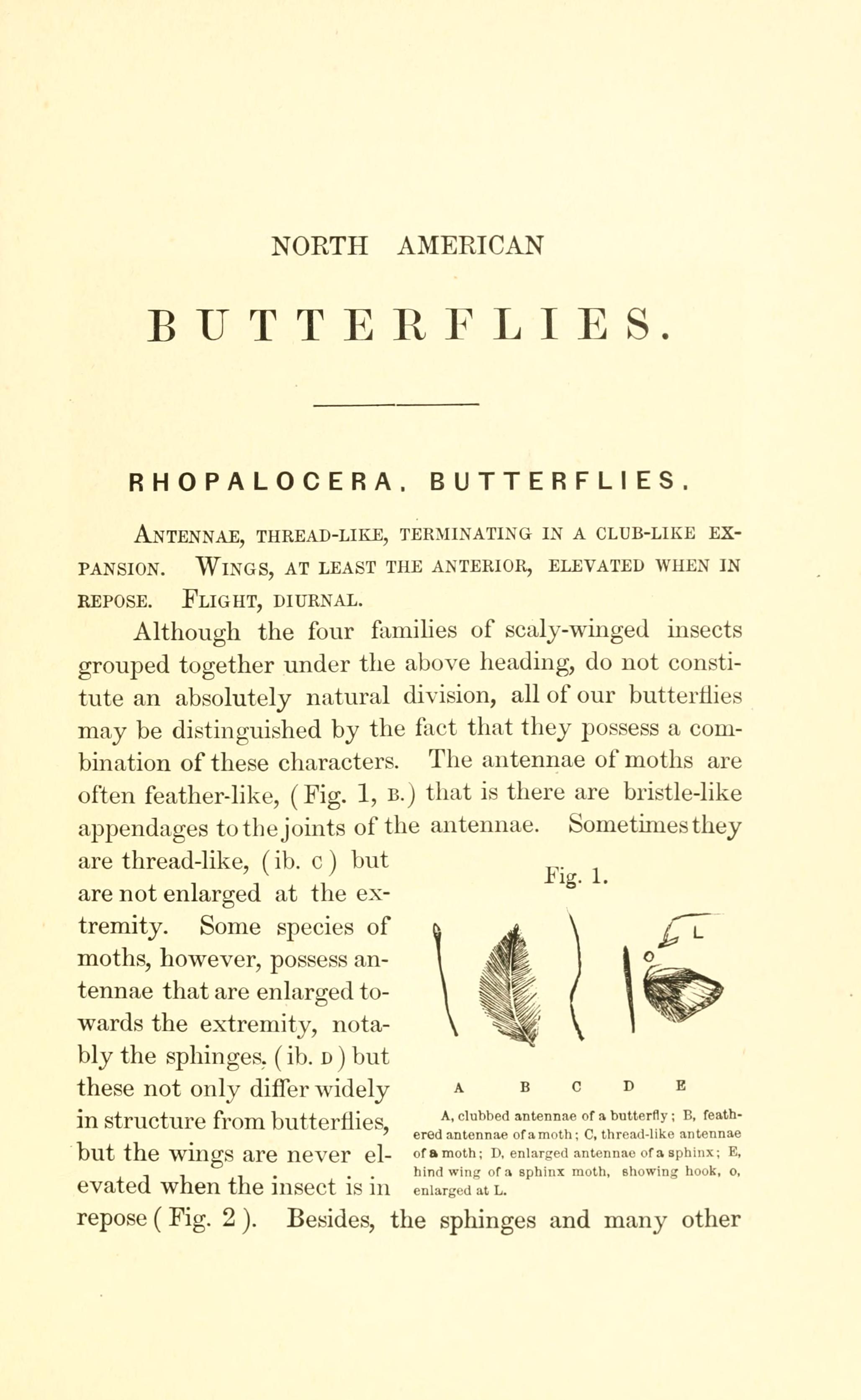 file-a-manual-of-north-american-butterflies-page-1-fig-1-bhl7500899