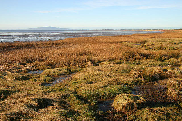 File:A saltmarsh on the Solway coast - geograph.org.uk - 1059368.jpg