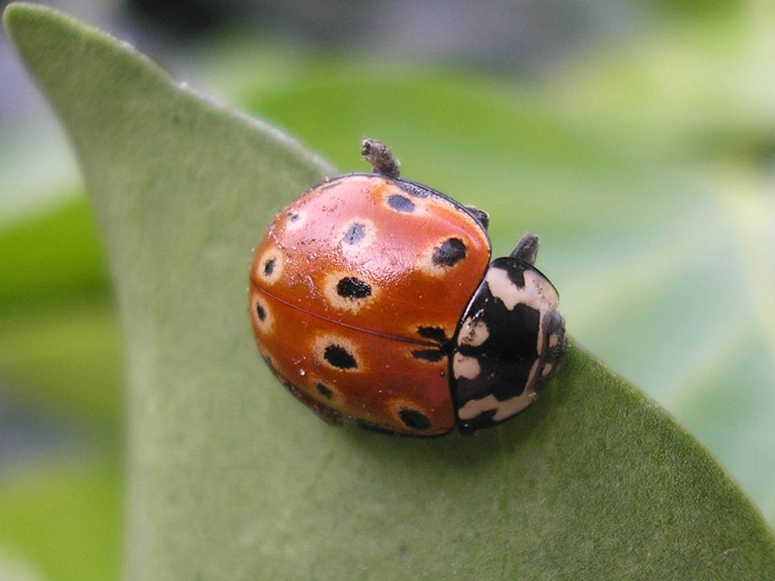 Коровка. Глазчатая Божья коровка. Коровка глазчатая anatis ocellata. Пятнистая Божья коровка. Божья коровка глазчатая фото.