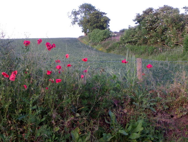 File:Arable field near Tarrant Hinton - geograph.org.uk - 2434808.jpg