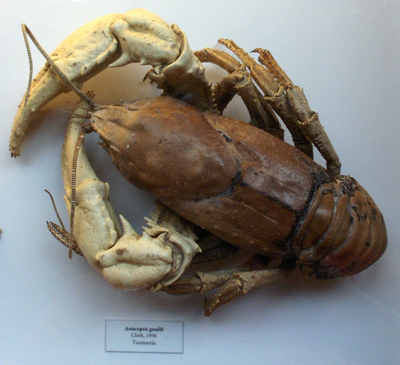 Tasmanian giant freshwater crayfish - Wikipedia