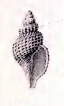 <i>Austrodaphnella alcestis</i> Species of gastropod