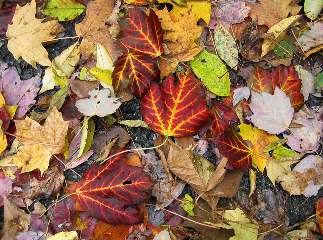 File:Automne - panoramio (6).jpg