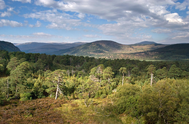 File:Ballochbuie Forest - geograph.org.uk - 973326.jpg