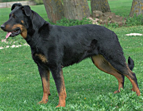 BeauceronStand