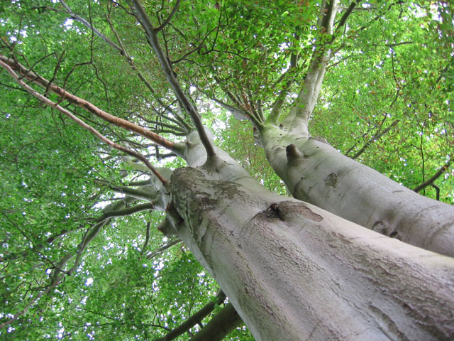 File:Beech in Holly Rough - geograph.org.uk - 193062.jpg