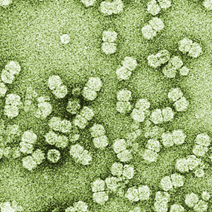 File:Begomovirus (6260190377).jpg