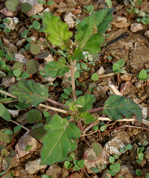 File:Boerhavia erecta in Hyderabad W IMG 8886.jpg