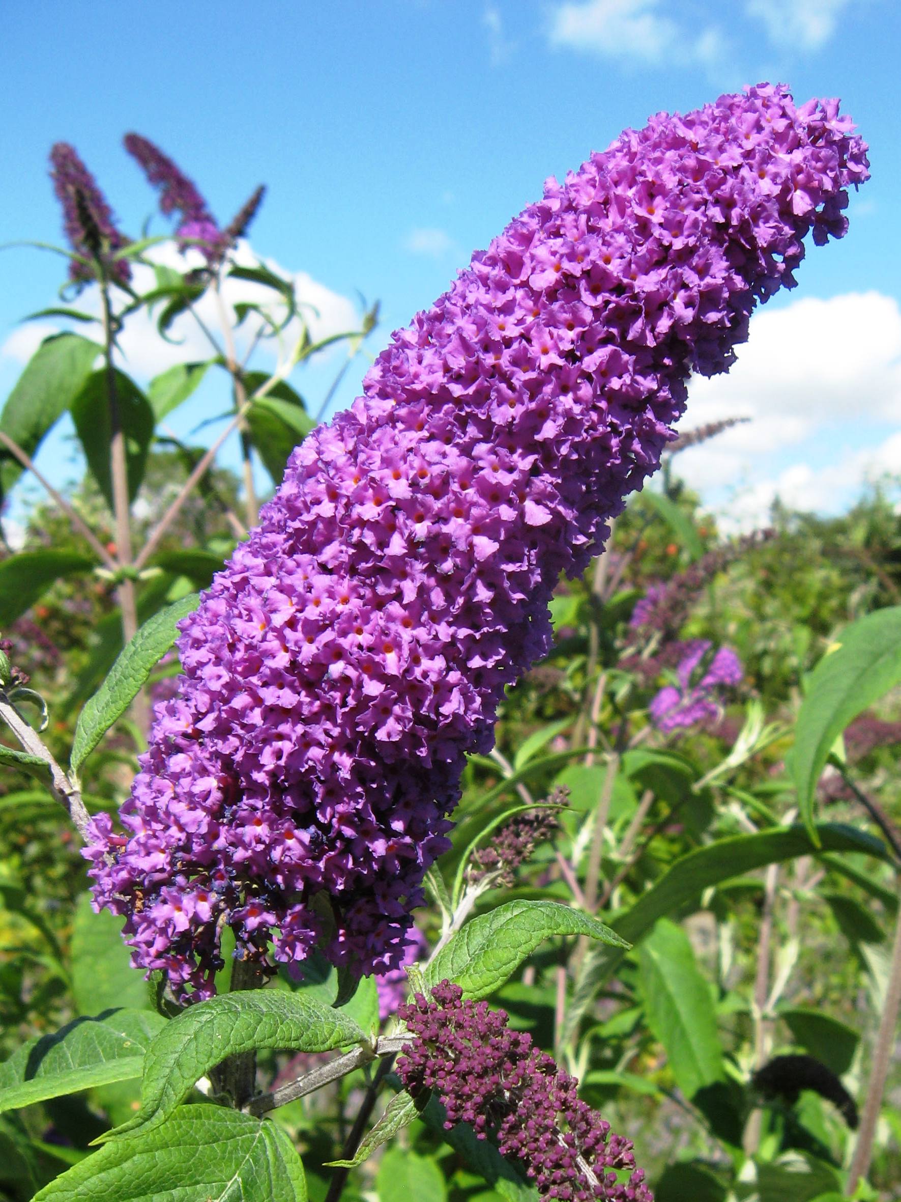 Buddleja davidii Tricolor