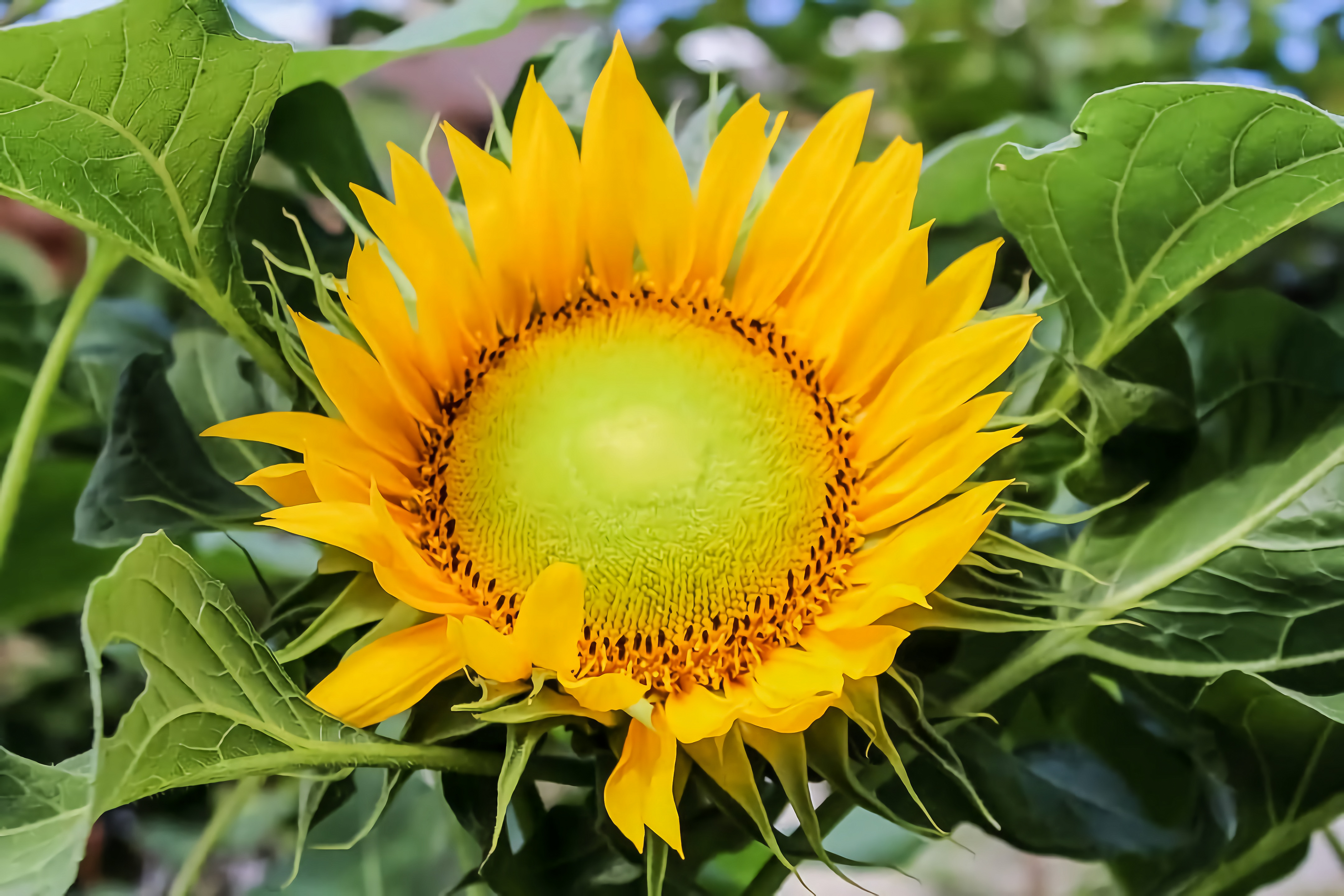 Helianthus annuus в косметике. Подсолнечник Helianthus annuus l.. Helianthus annuus. Семена подсолнечник Helianthus annuus l.. Helianthus annuus Hybrid Oil.