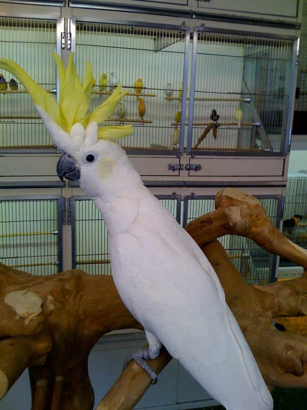 File:Cacatua galerita -pet shop-8c.jpg 