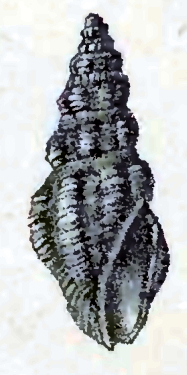 Crassispira consociata 001.jpg