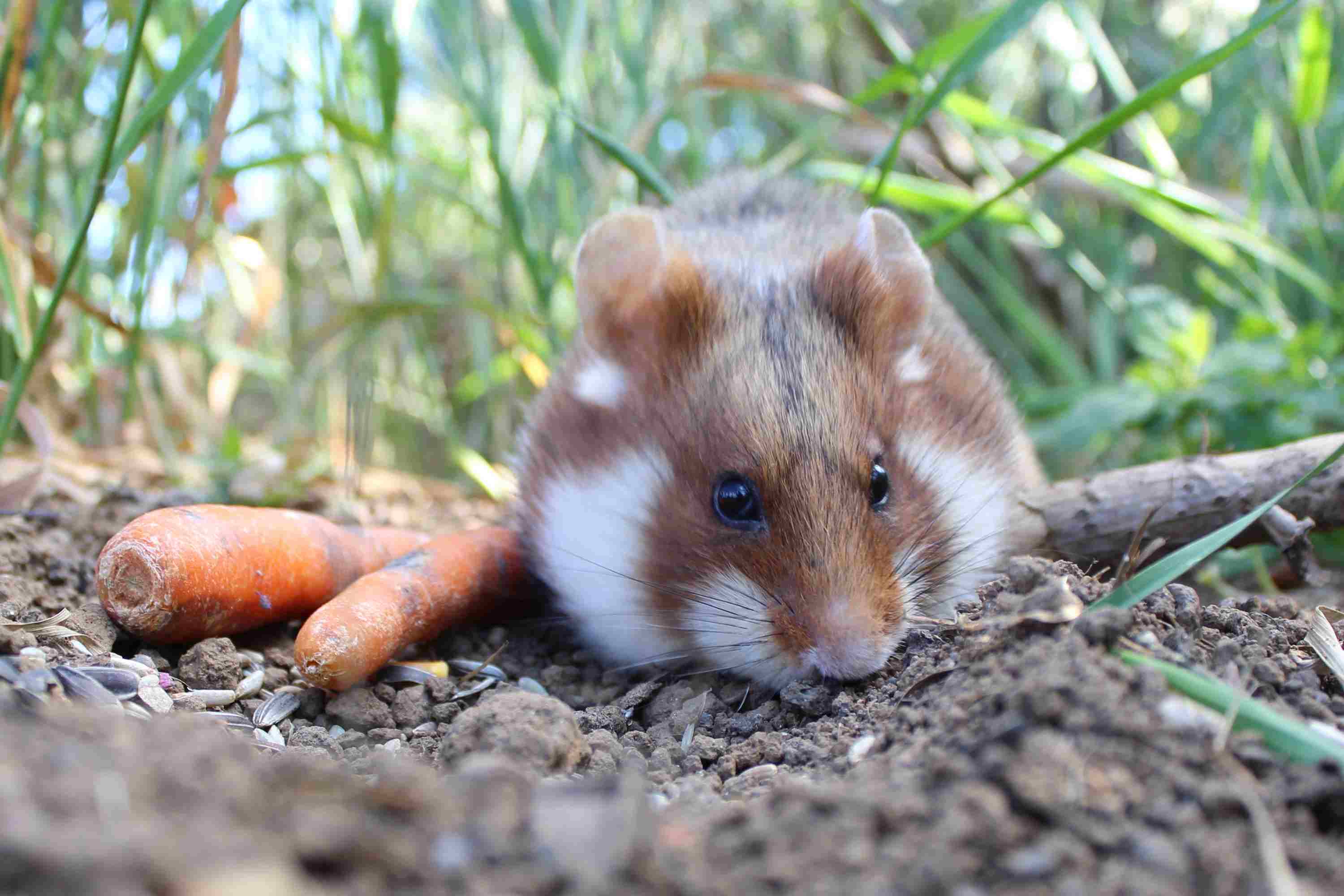 Обыкновенный хомяк Cricetus Cricetus