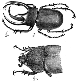 Havainnepiirros Chalcosoma-suvun koiraasta (yllä) ja naaraasta (alempana)