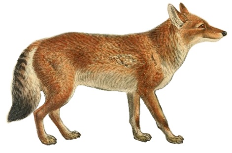 File:Dogs, jackals, wolves, and foxes (Plate VI).jpg