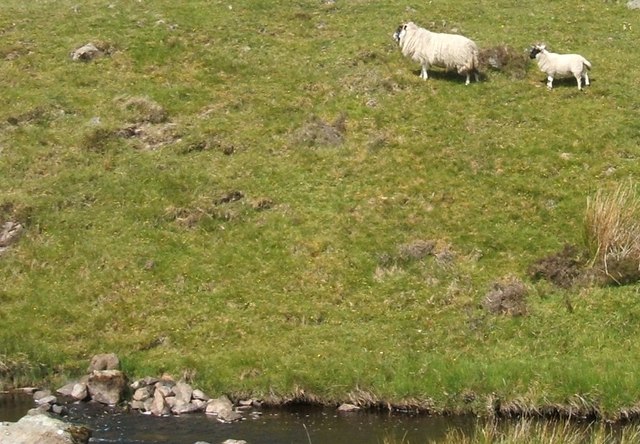 File:Earls Burn Sheep - geograph.org.uk - 453807.jpg