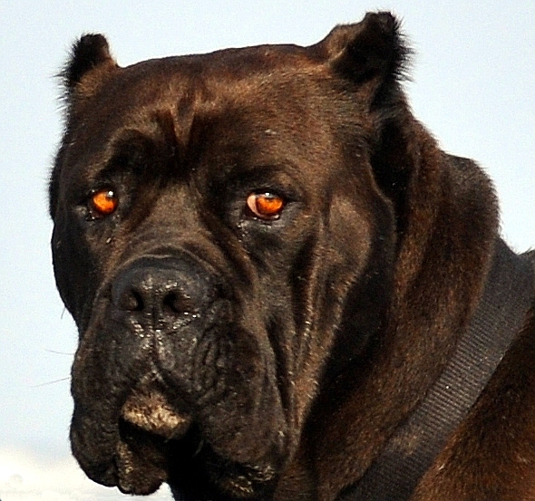 File:English Mastiff.jpg