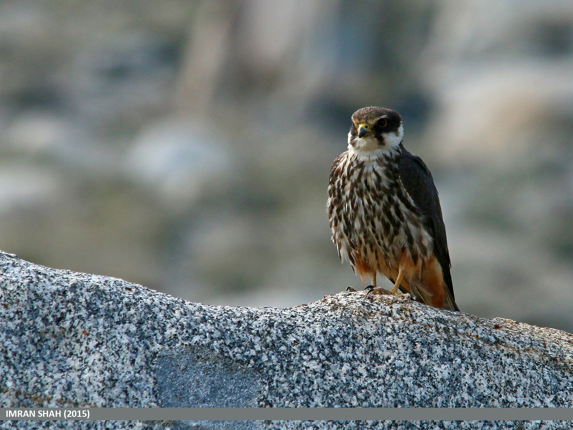 File:Eurasian Hobby (Falco subbuteo) (23225124006).jpg - Wikimedia Commons