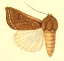 <i>Euxoa rugifrons</i> Species of moth