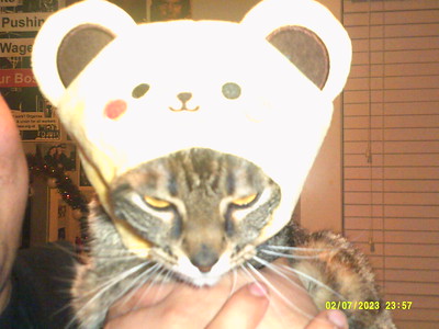 File:File,Cat-in-da-hat.jpg