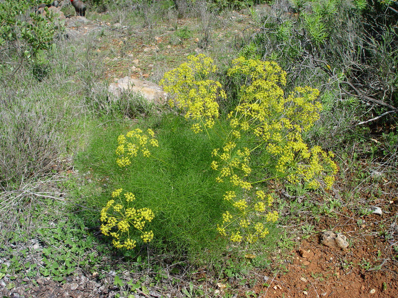 Foeniculum vulgare - Wikispecies