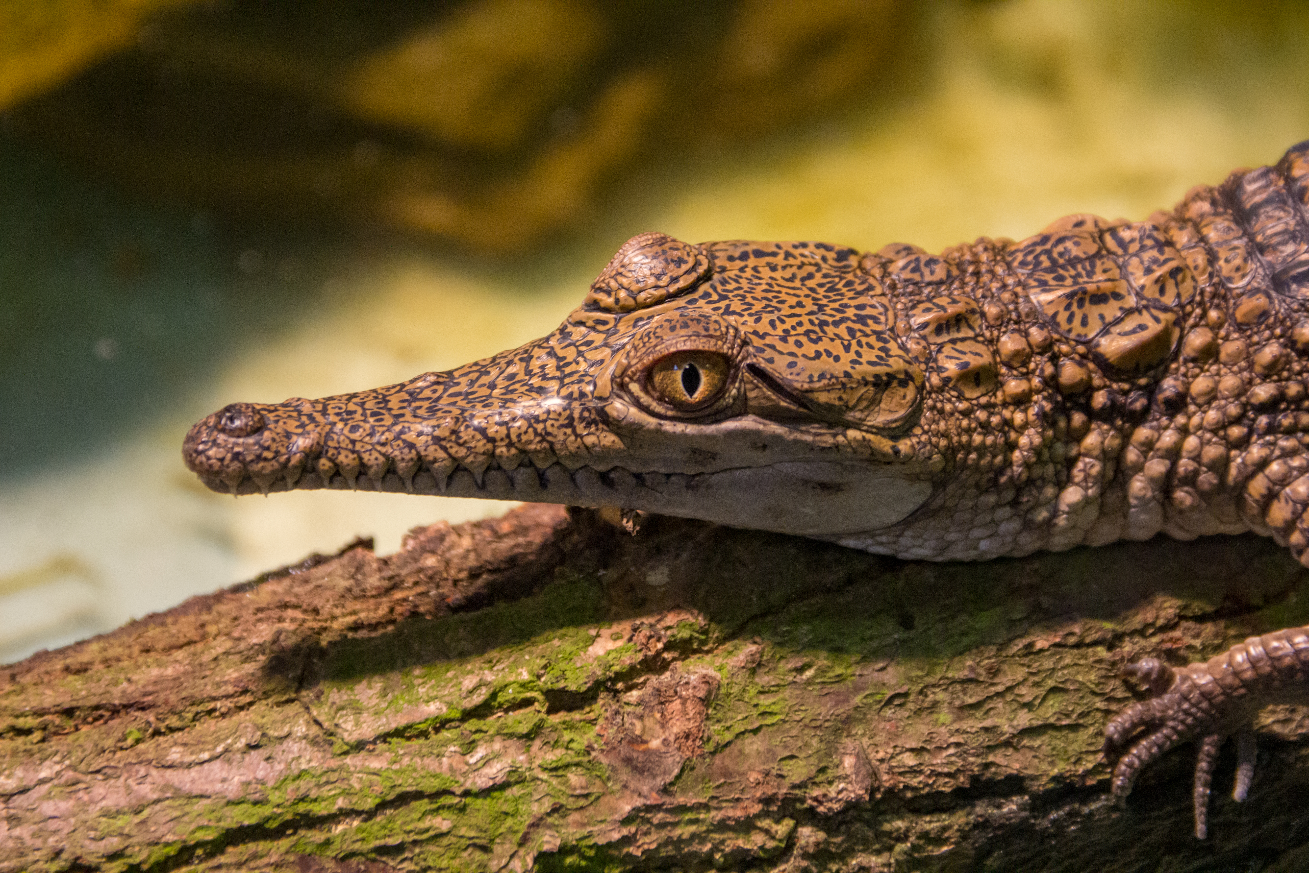 File:Frankfurt - Australian Freshwater Crocodile 1.jpg - Wikimedia Commons