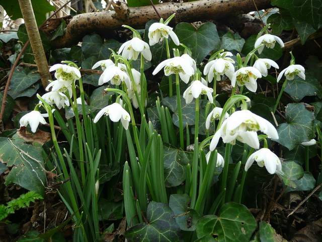 File:Galanthus nivalis f. pleniflorus 1 - geograph.org.uk - 1165815.jpg