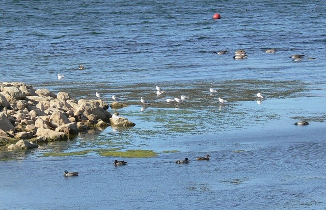 File:Geese, seagulls and ducks - geograph.org.uk - 1004925.jpg