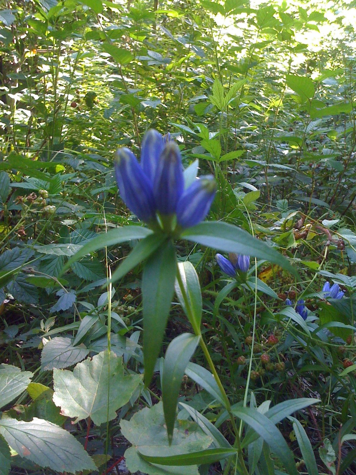 File Gentiana andrewsii closed bottle gentian 4868271430 .jpg