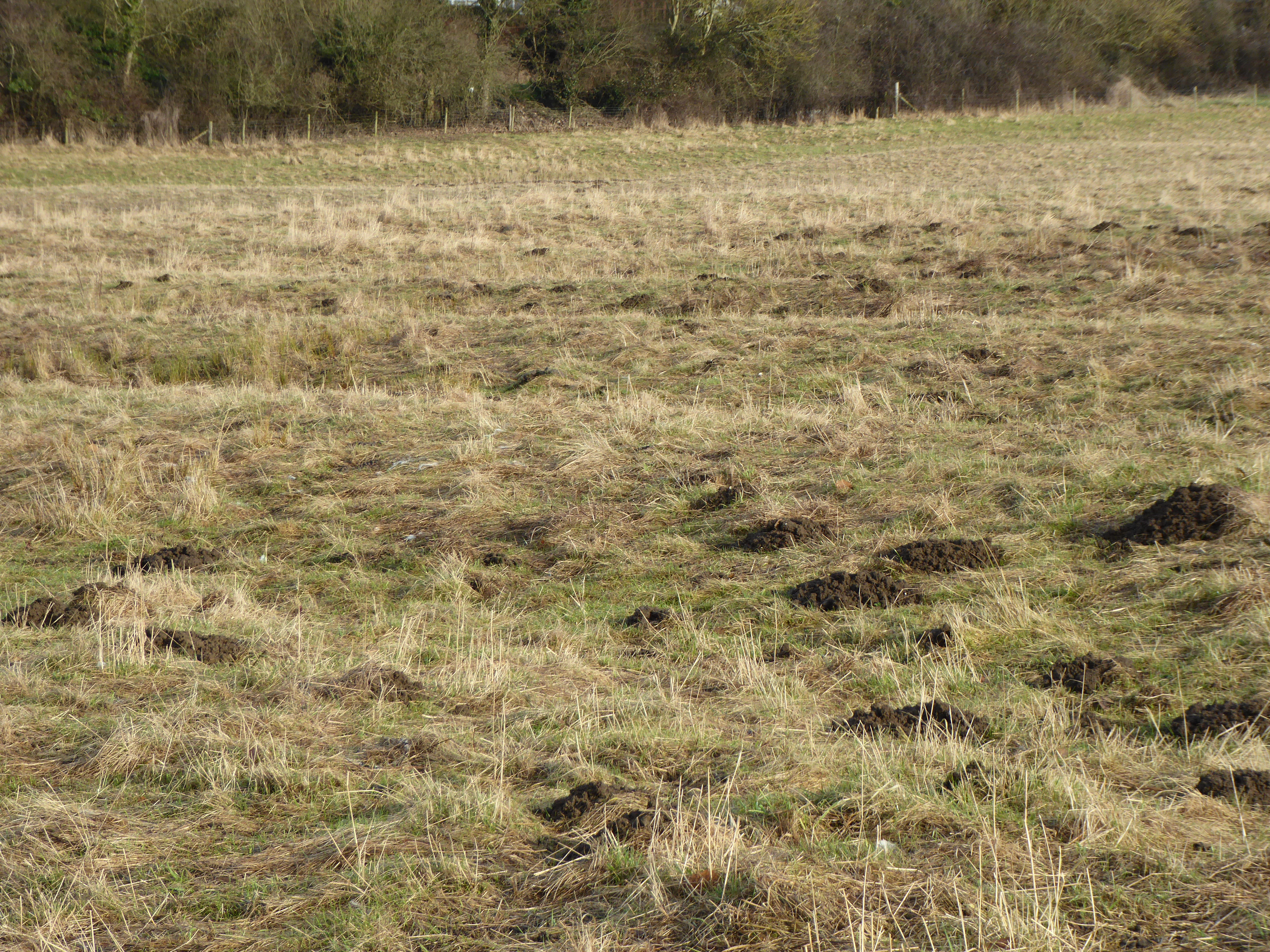 Great Oakley Meadow