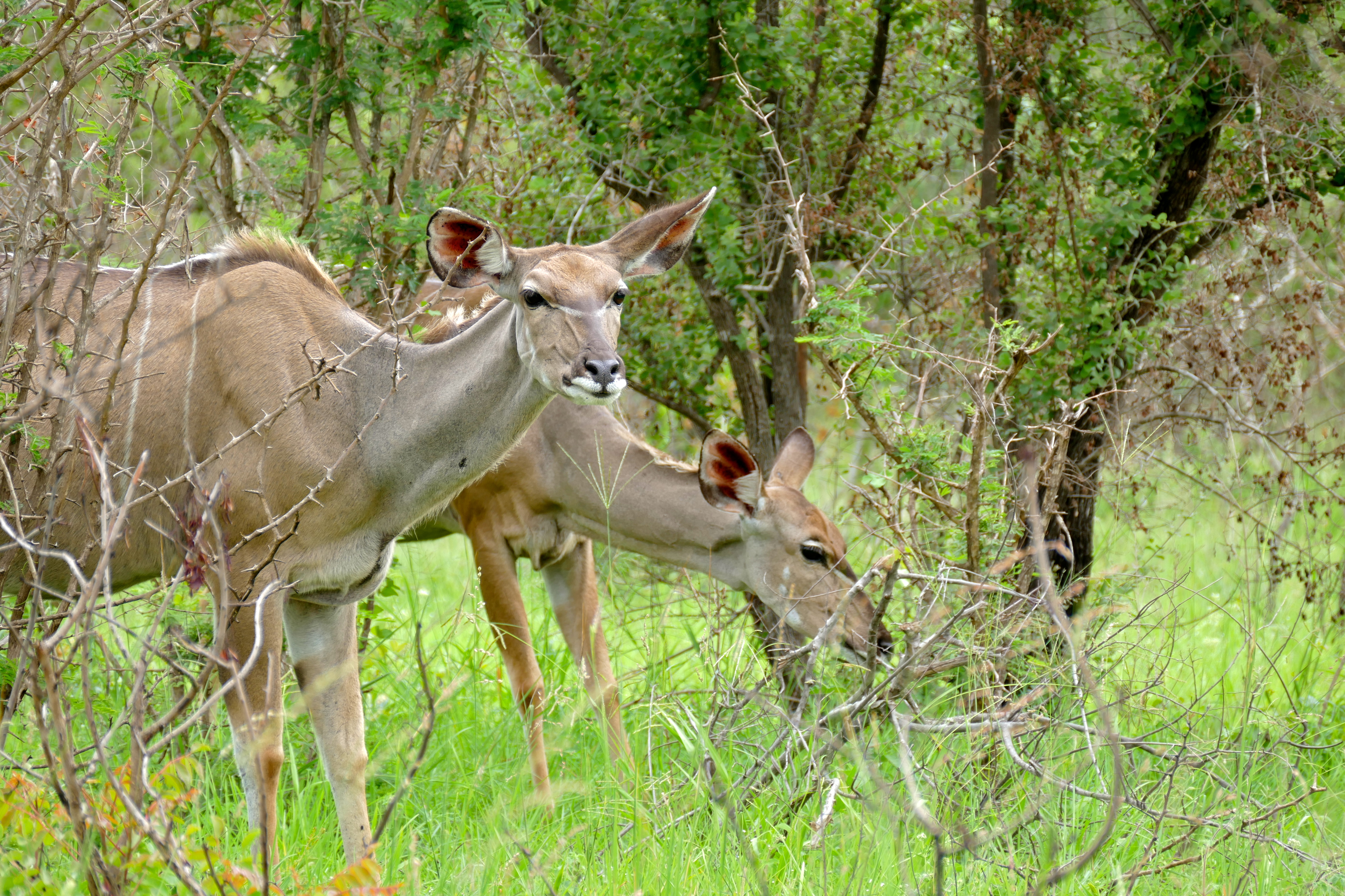 Greater Kudus (Tragelaphus strepsiceros) females (16461719312).jpg