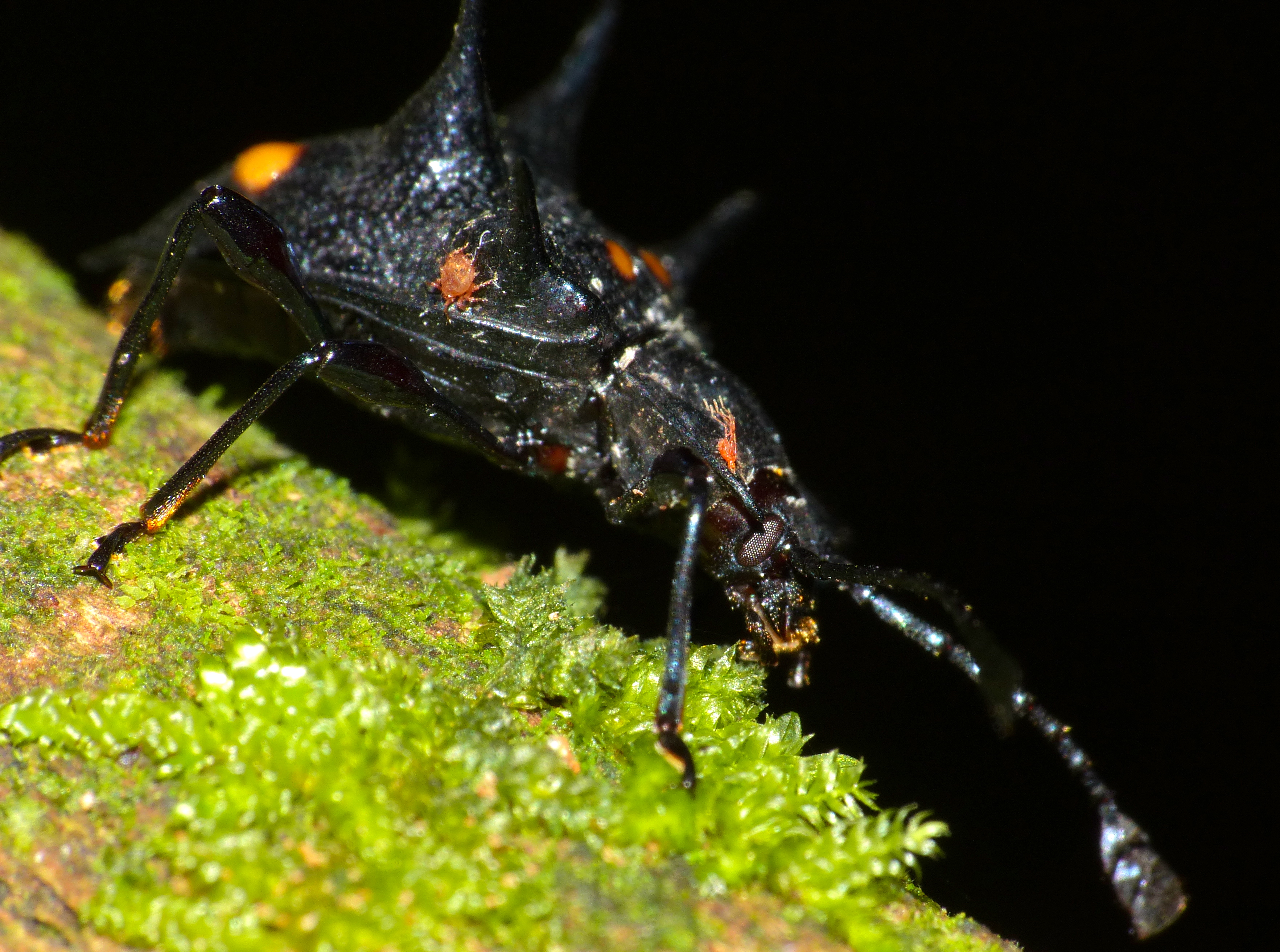 Handsome Fungus Beetle (Cacodaemon sp.) (15504678066).jpg