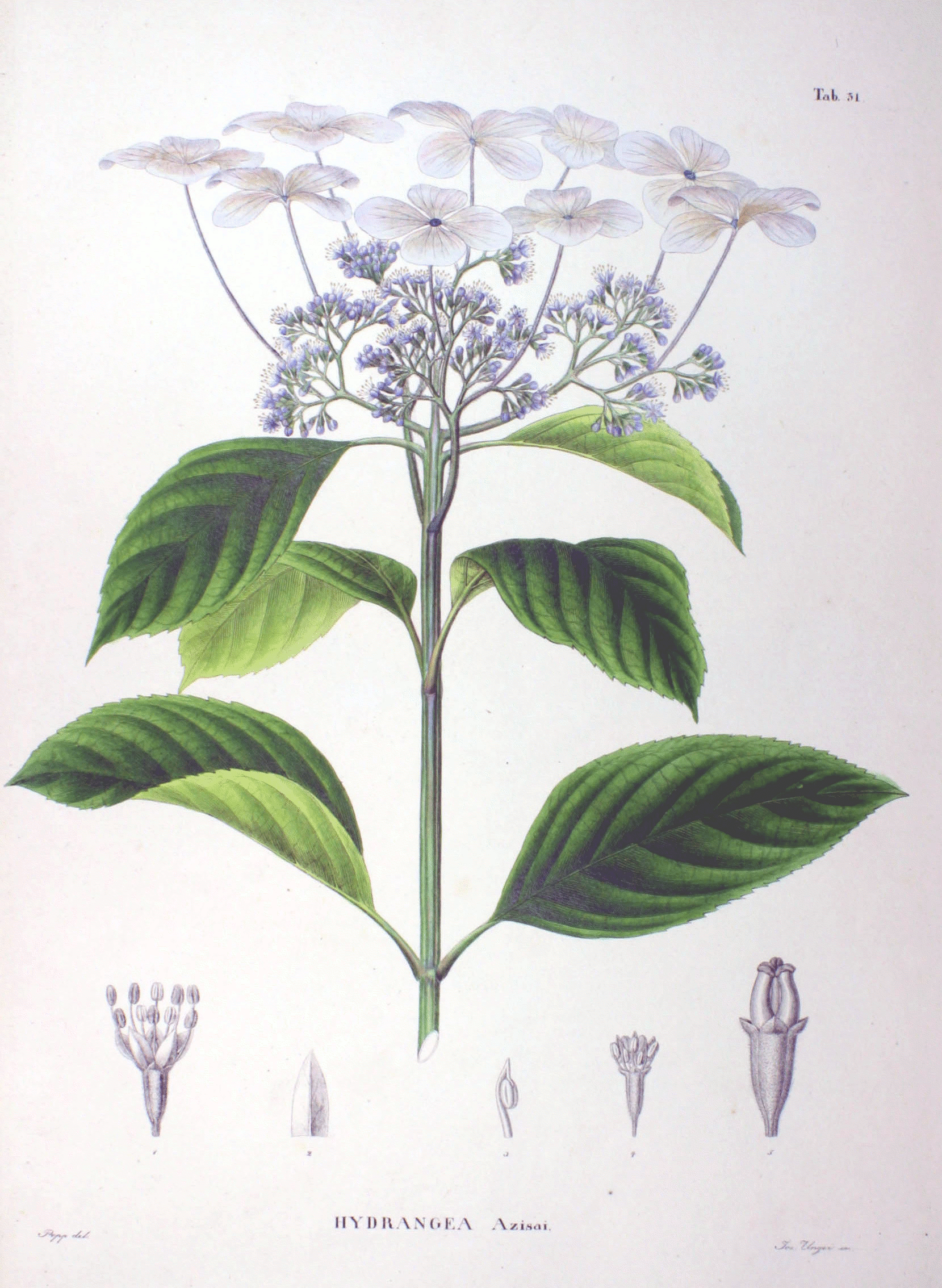File:Hydrangea macrophylla SZ51.png  Wikimedia Commons