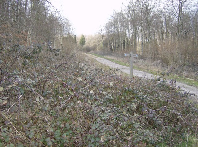 File:Into West Harting Down - geograph.org.uk - 354109.jpg