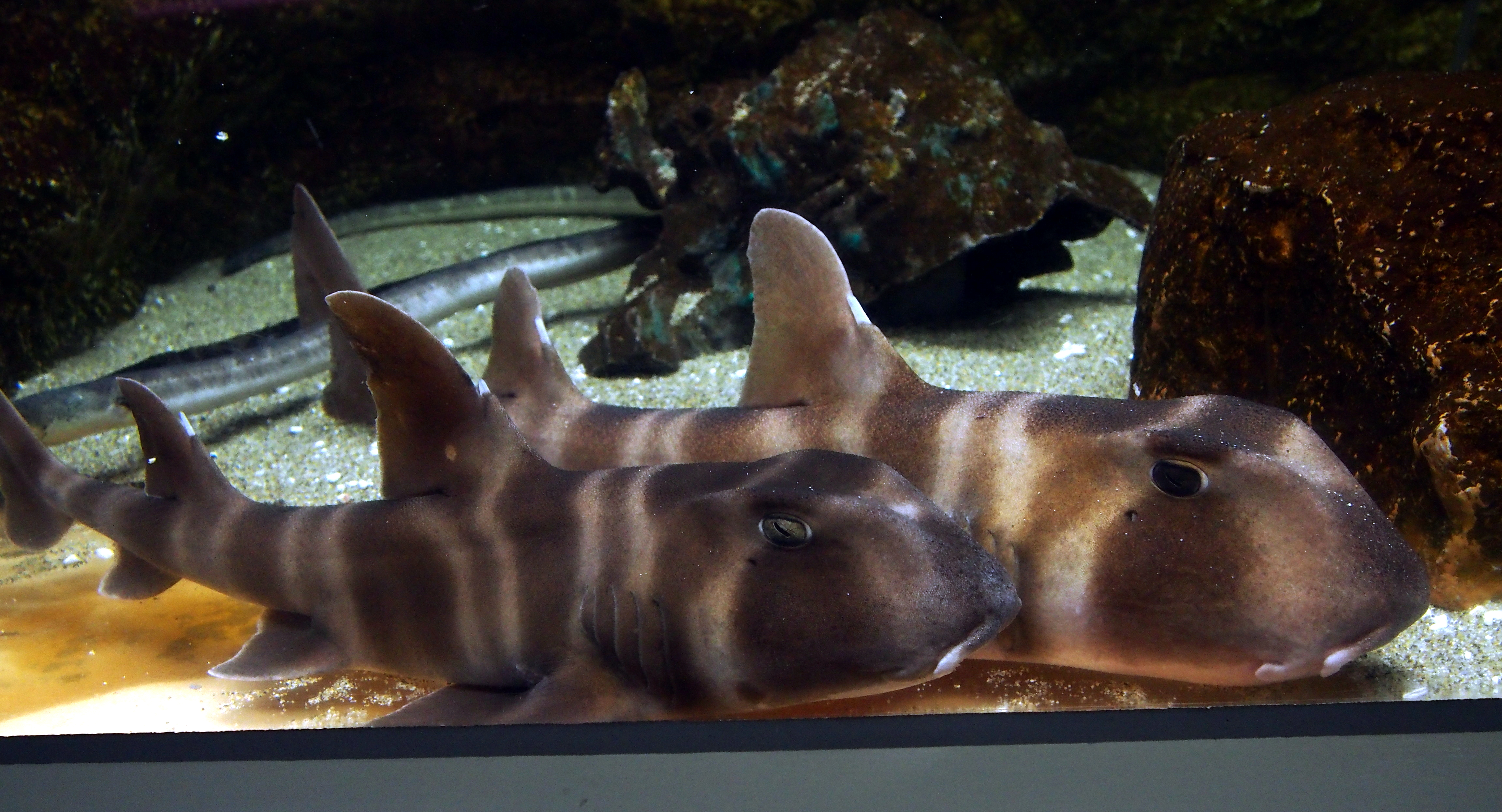 File:Japanese Bullhead Shark (Heterodontus japonicus) (15441350791).jpg -  Wikimedia Commons