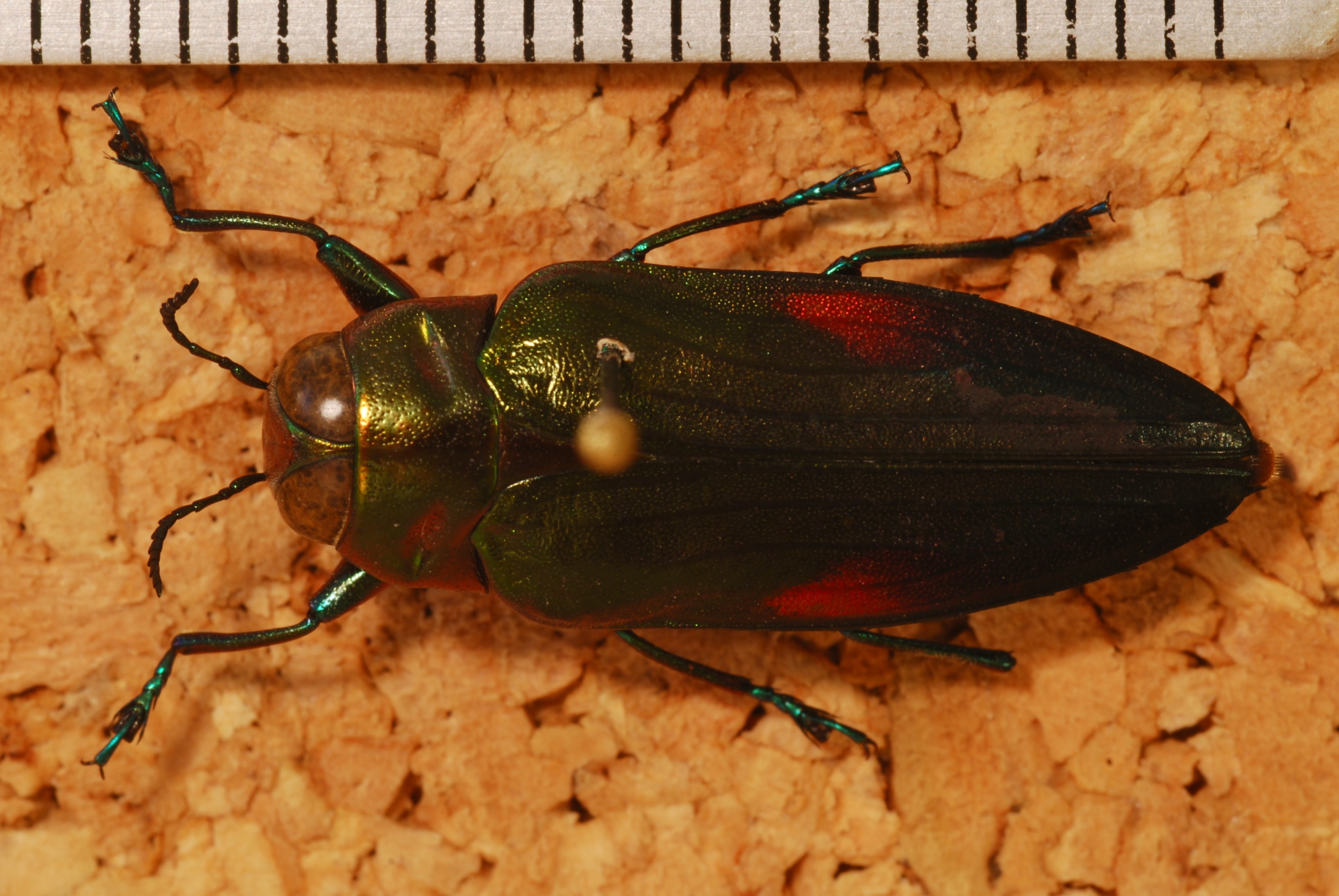 Jewel Beetle (Belionota metasticta) (8230717526).jpg